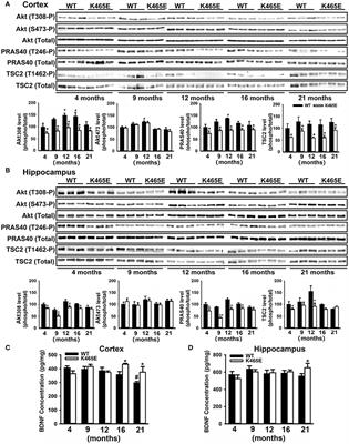 Reducing the Levels of Akt Activation by PDK1 Knock-in Mutation Protects Neuronal Cultures against Synthetic Amyloid-Beta Peptides